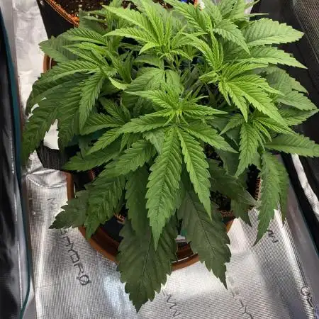 TropicanaCookieFast