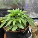 TropicanaCookieFast