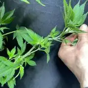 Botanische Freude 2025