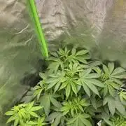 Love in the Wintertime