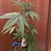 Hopefull 420 Grow