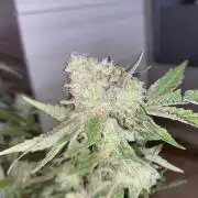 Botanische Freude 2025