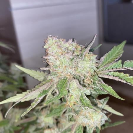 Botanische Freude 2025