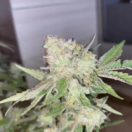 Botanische Freude 2025