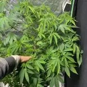 Botanische Freude 2025