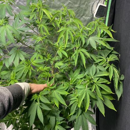 Botanische Freude 2025