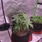 Super Skank