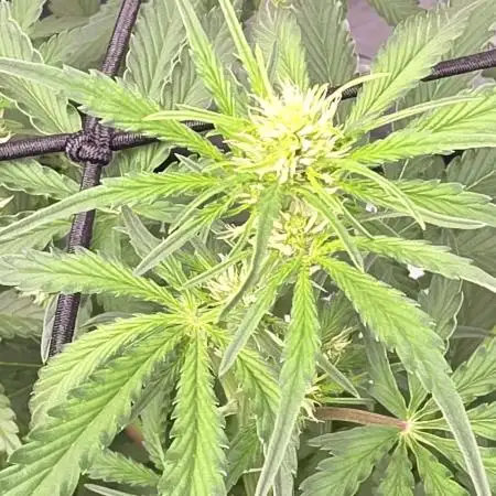 Bruce Banner Auto