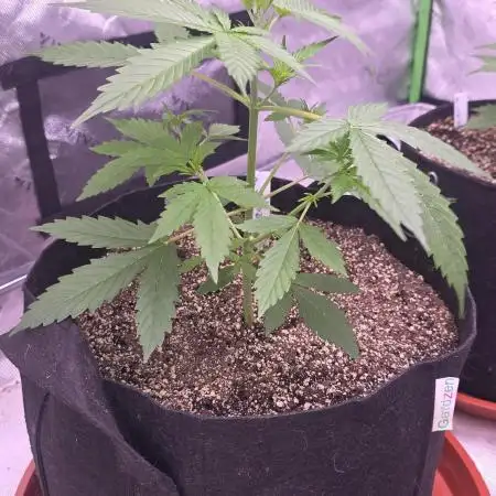 Purple Skank