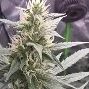 Super Skank