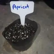 Apricot FB