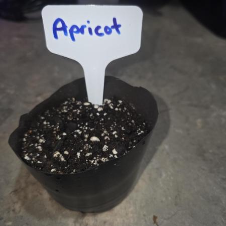 Apricot FB
