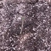 Cherry Cola Auto FB42