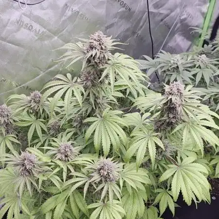 Cherry Cola Auto FB42