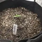 Auto Blueberry
