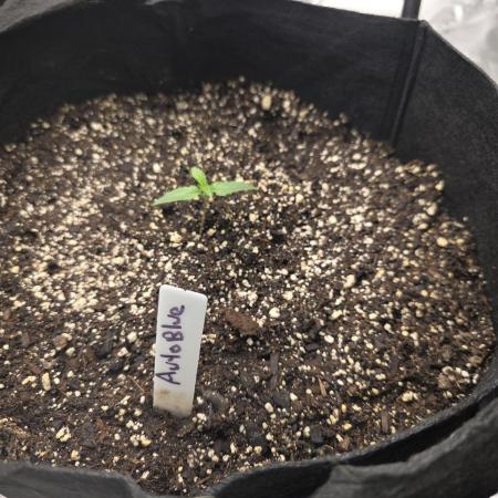 Auto Blueberry