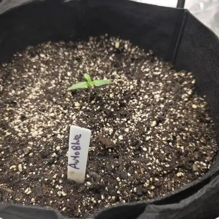 Auto Blueberry
