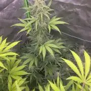 Banana Cherry Cookies Fastbuds
