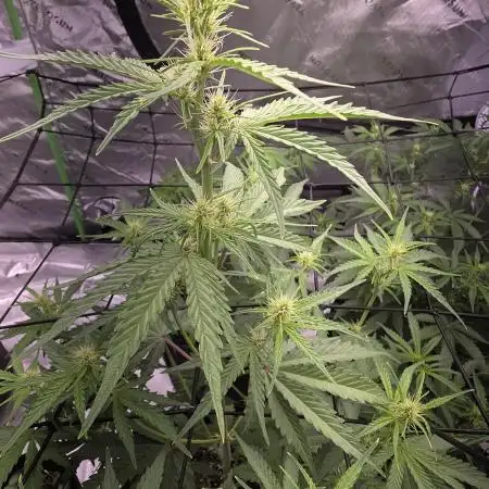Auto Blueberry