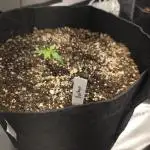 Durban Poison Auto