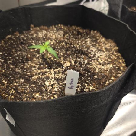 Durban Poison Auto
