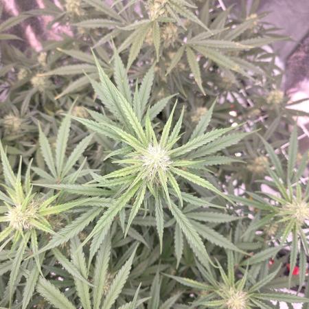 Ztrawberriez Auto
