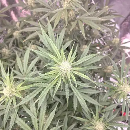 Ztrawberriez Auto