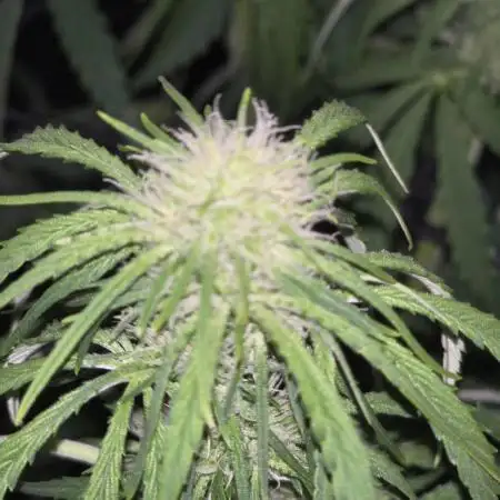 Durban Poison Auto