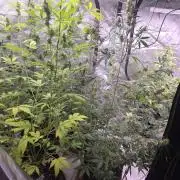 Gorilla Cookies - Fastbuds