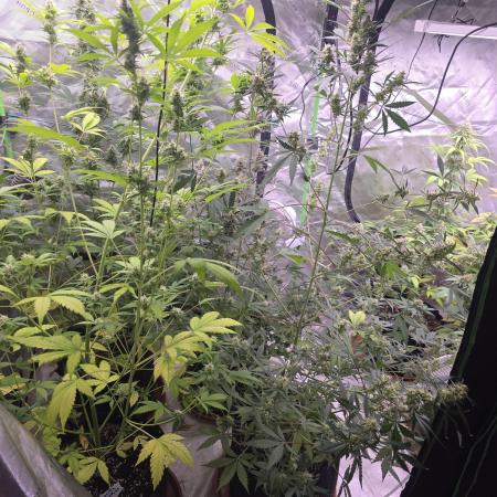 Gorilla Cookies - Fastbuds
