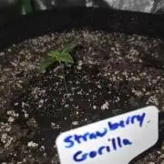 Strawberry Gorilla - Strong Pack