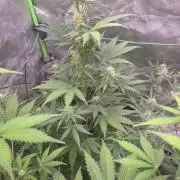 Banana Cherry Cookies Fastbuds