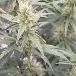 Auto Blueberry
