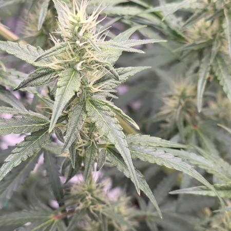 Auto Blueberry