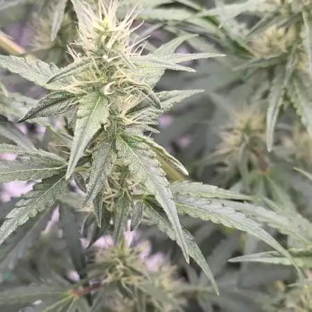 Auto Blueberry