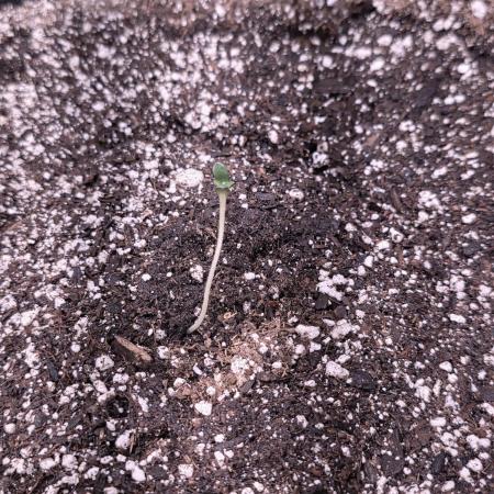 Cherry Cola Auto FB42