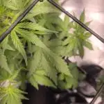 Auto Blueberry