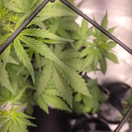 Auto Blueberry