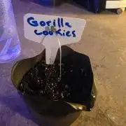 Gorilla Cookies - Fastbuds