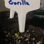 Strawberry Gorilla - Strong Pack