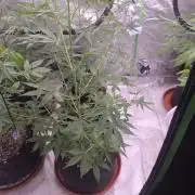 Gorilla Cookies - Fastbuds