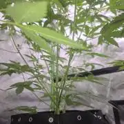 Banana Cherry Cookies Fastbuds