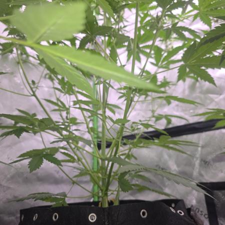 Banana Cherry Cookies Fastbuds