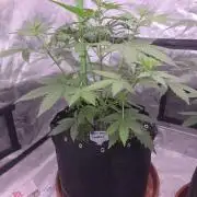 Banana Cherry Cookies Fastbuds