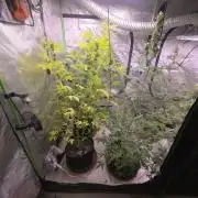Gorilla Cookies - Fastbuds