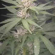 Purple Skank