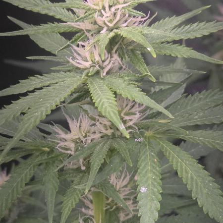 Purple Skank