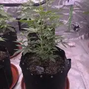 Gorilla Cookies - Fastbuds