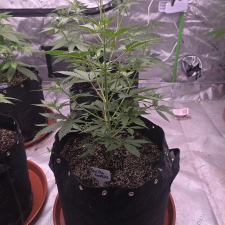 Gorilla Cookies - Fastbuds