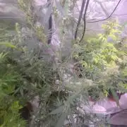 Gorilla Cookies - Fastbuds